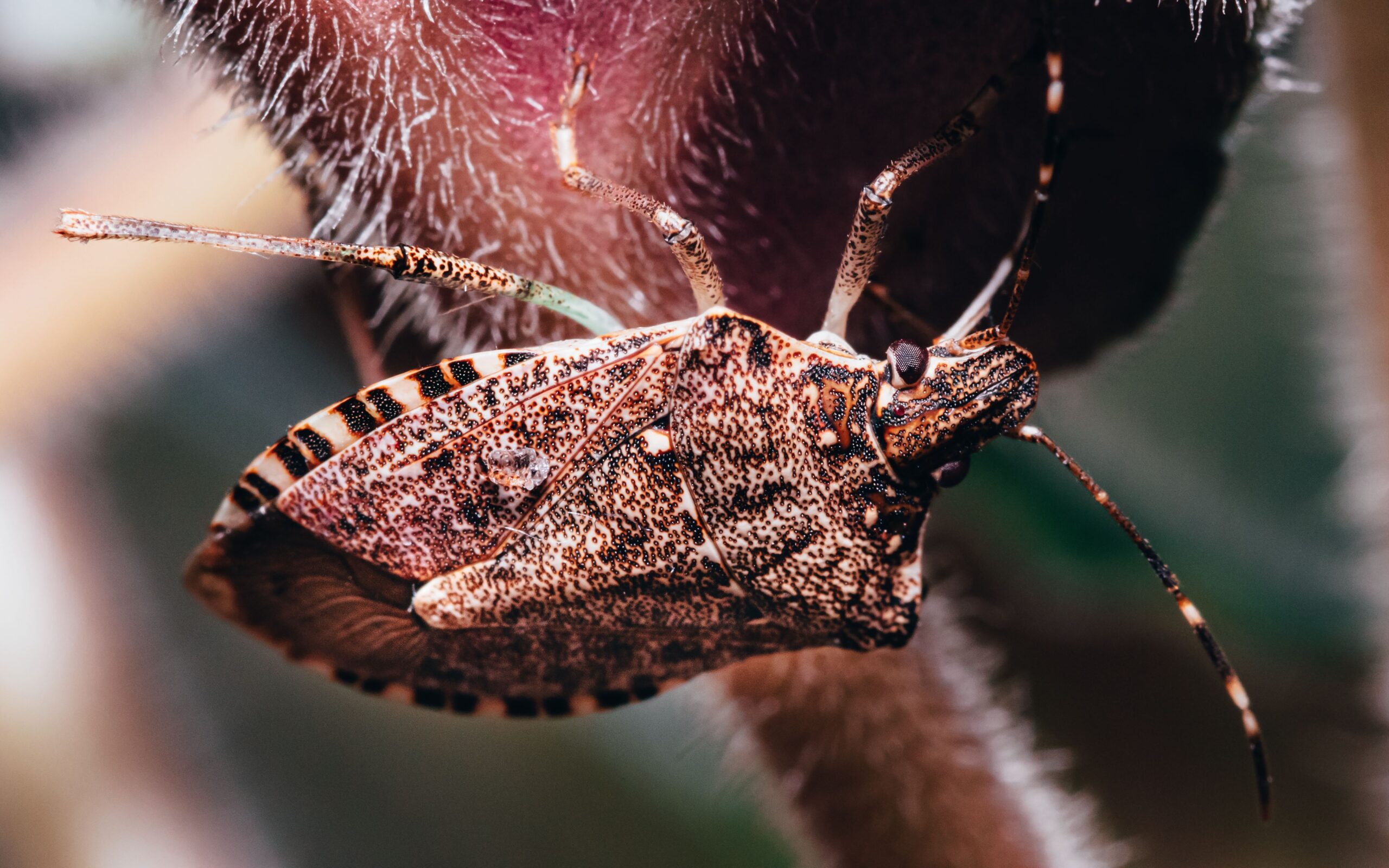 Stink Bugs