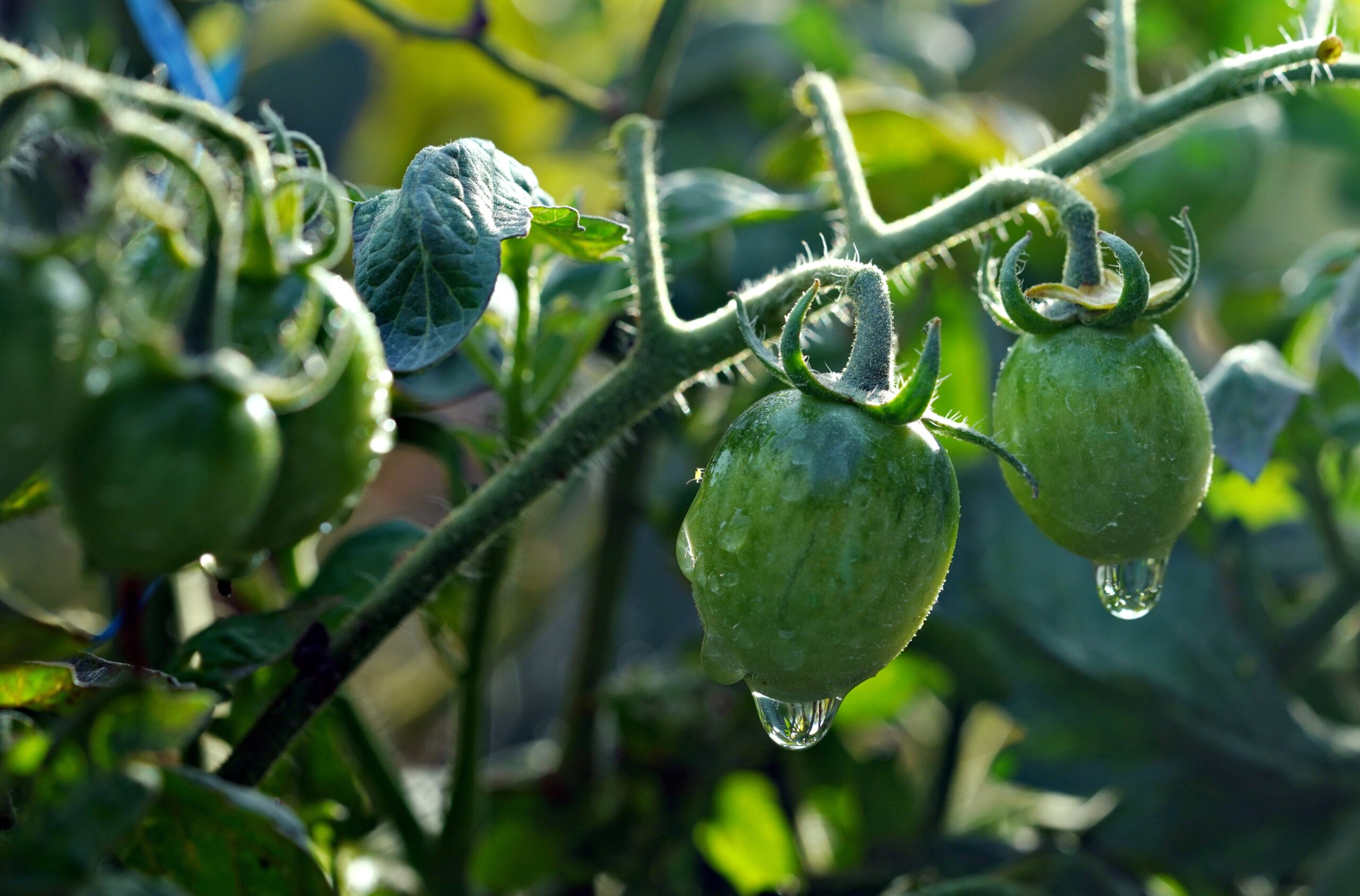 Green Tomatoes