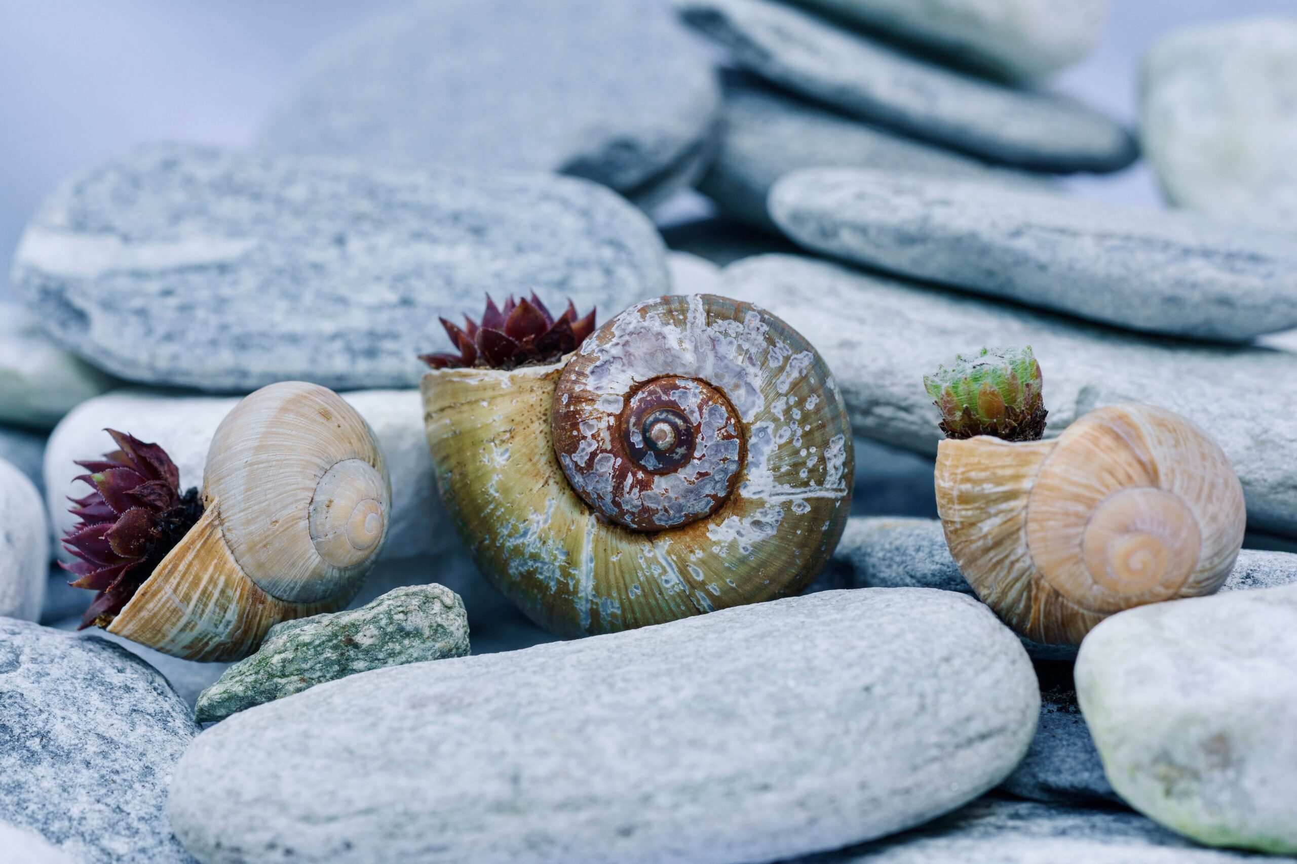 Succulents in Seashells