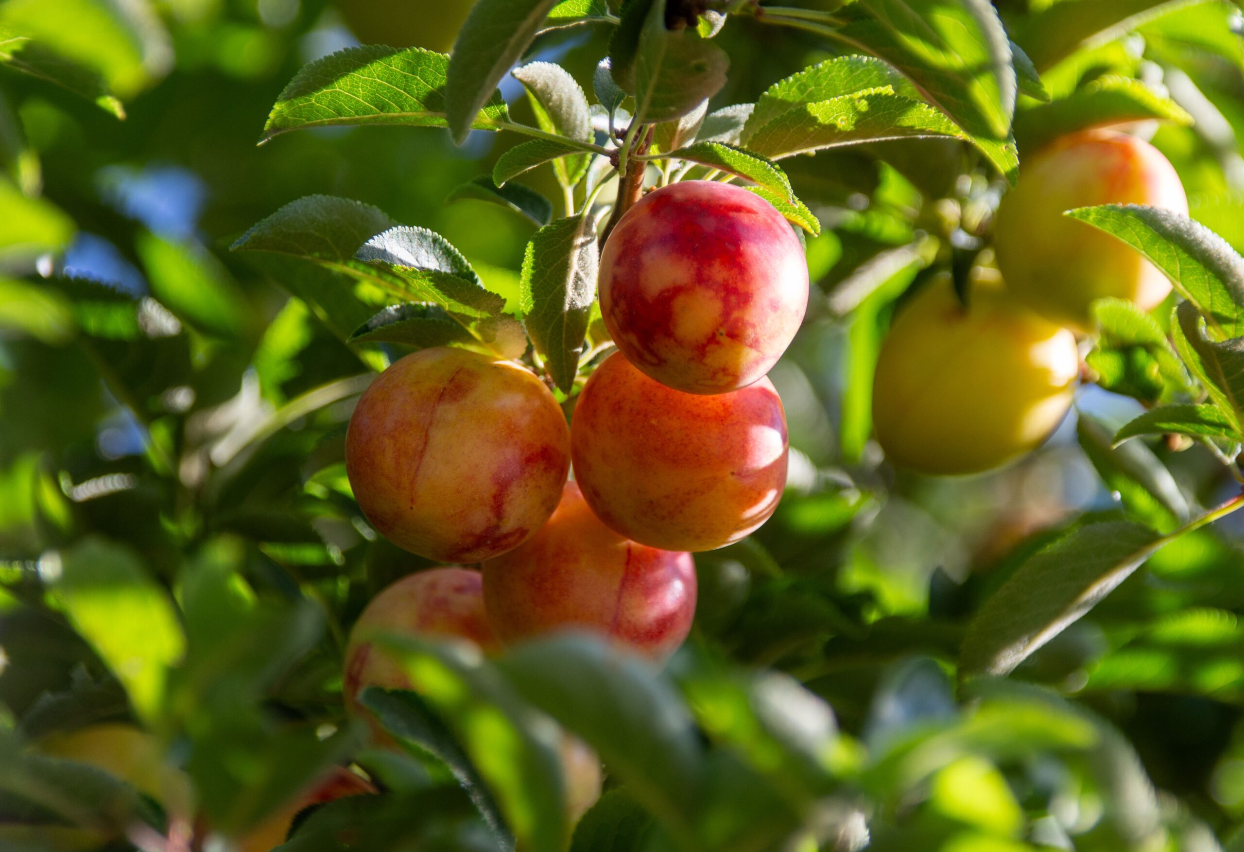 plum