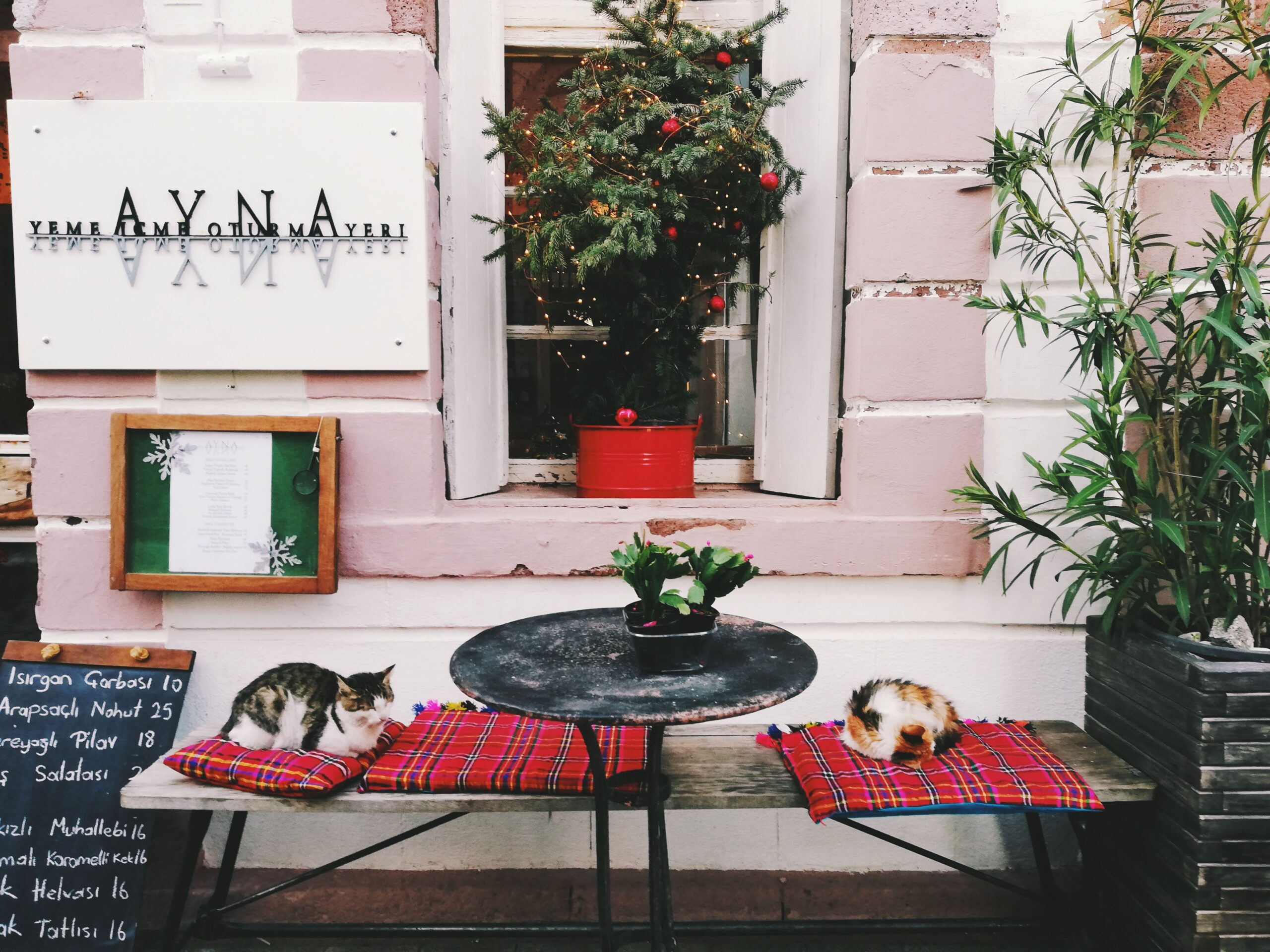 Cat Hangout to Cat Caf&eacute;